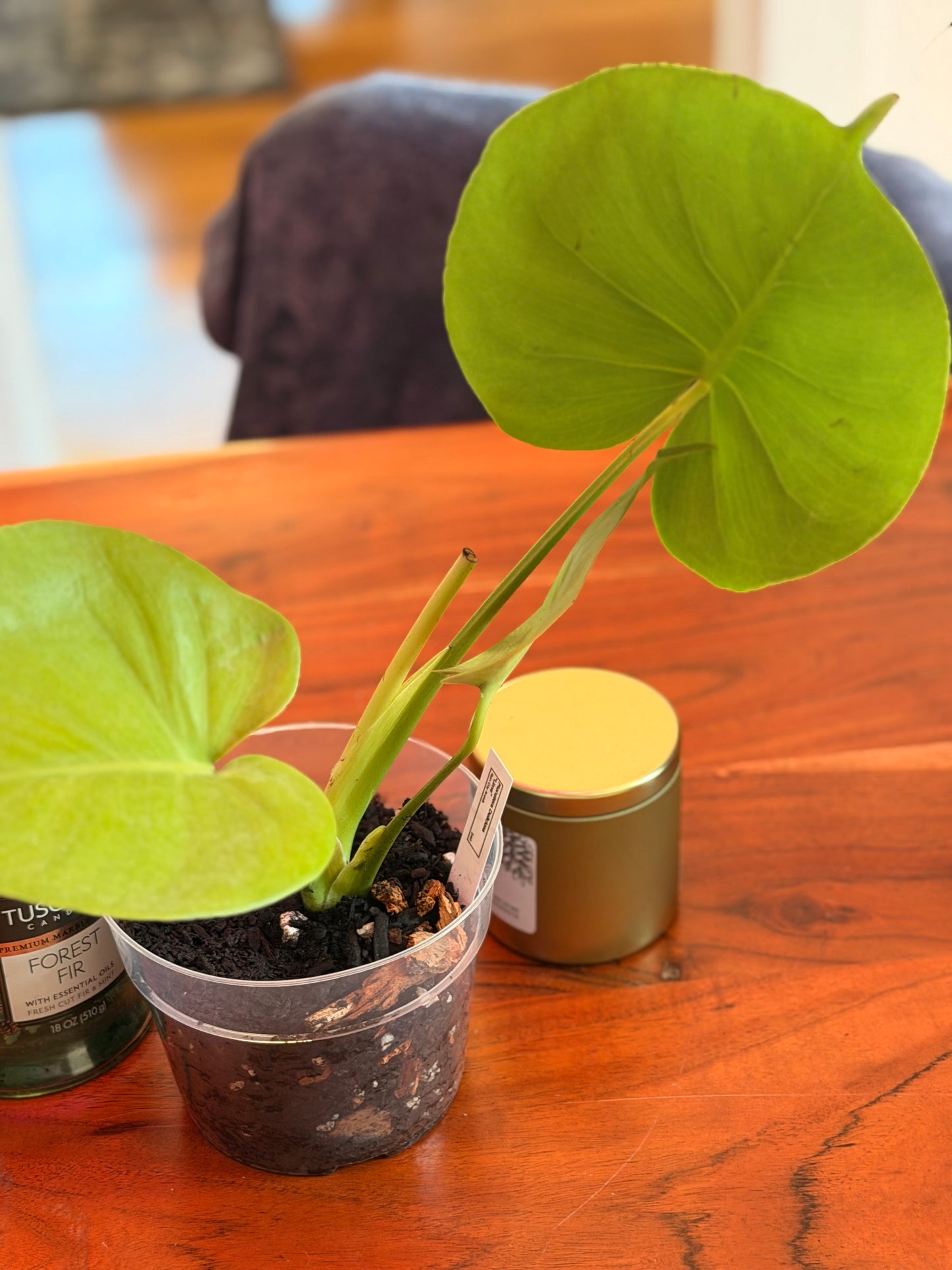 Monstera Deliciosa “Lemon Lime”