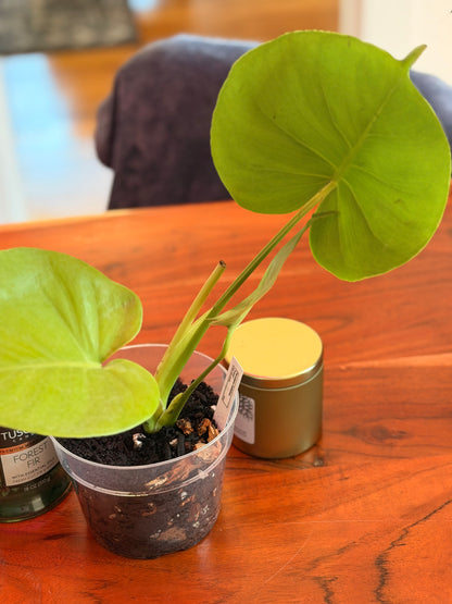 Monstera Deliciosa “Lemon Lime”