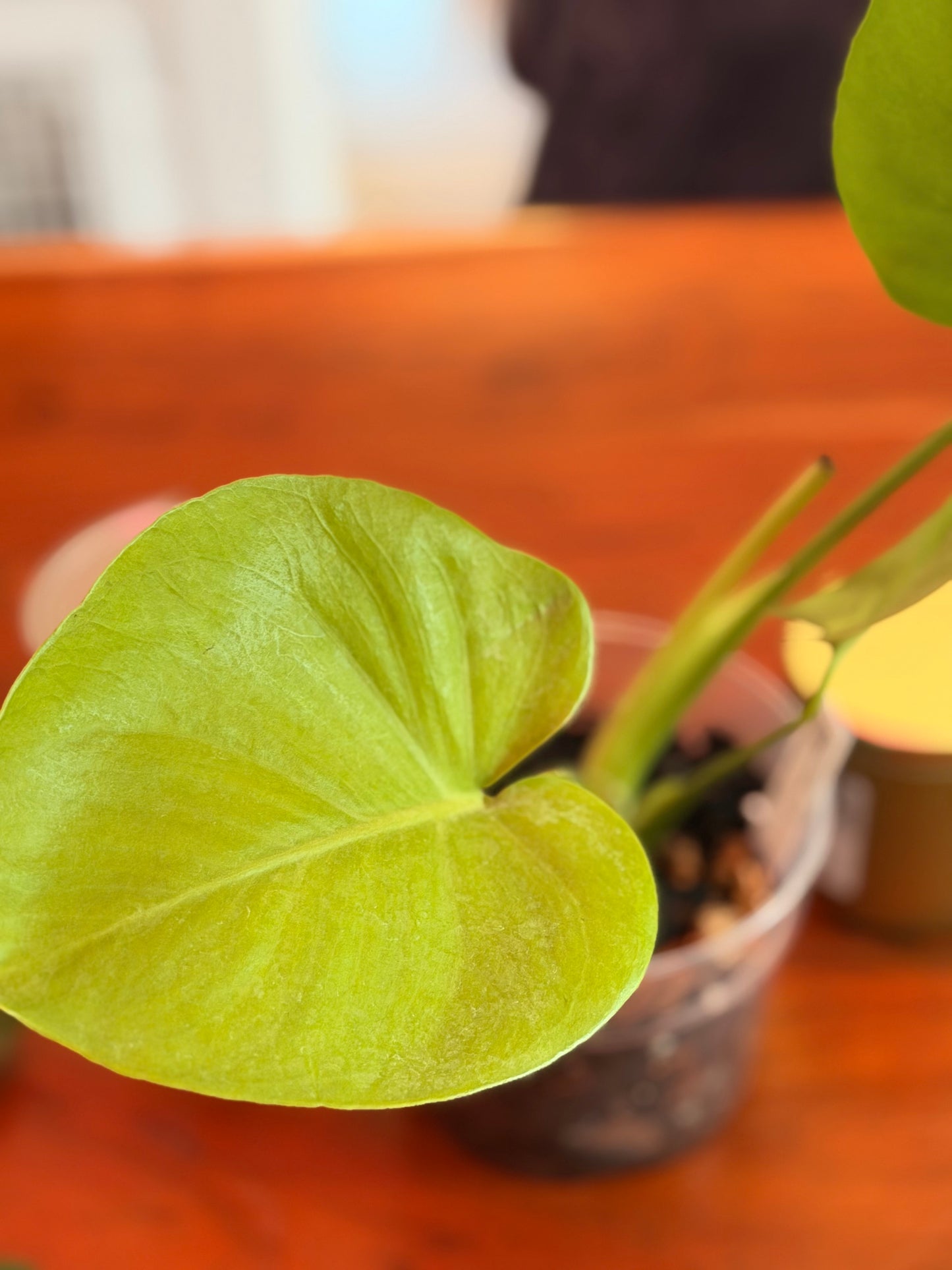Monstera Deliciosa “Lemon Lime”