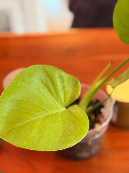 Monstera Deliciosa “Lemon Lime”