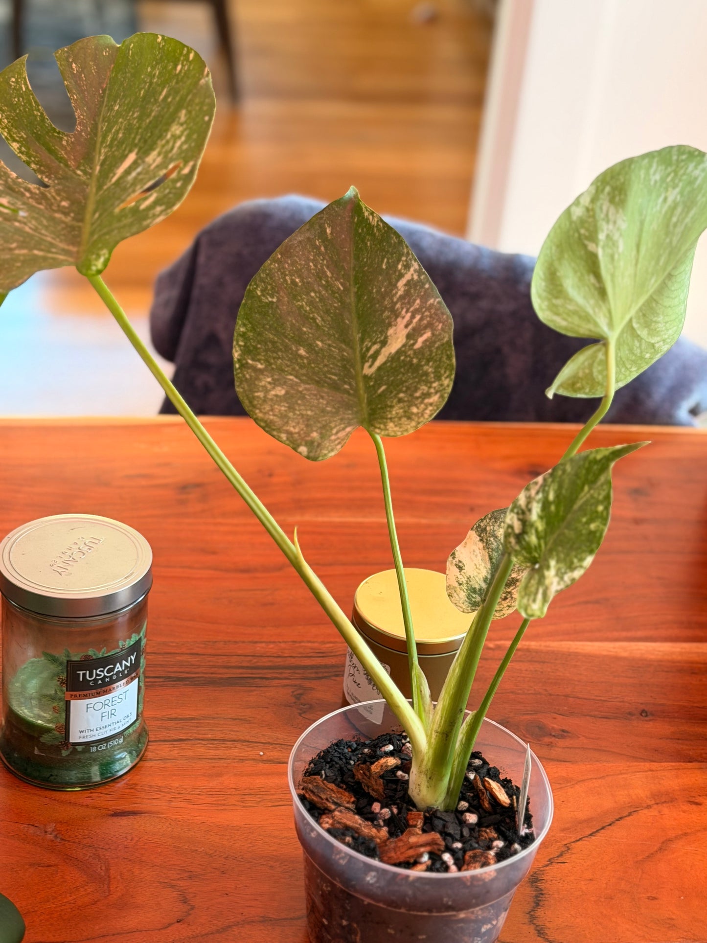 Monstera Deliciosa “White Monster”