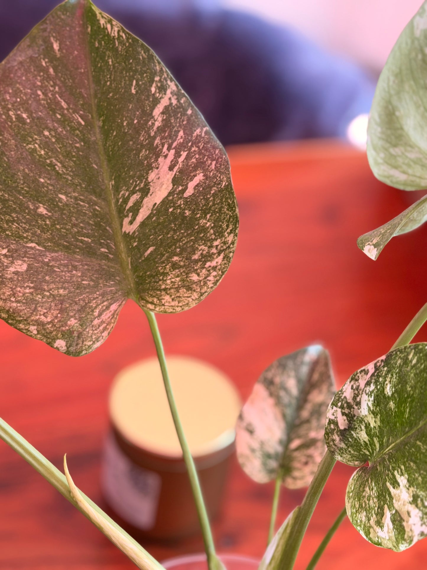 Monstera Deliciosa “White Monster”