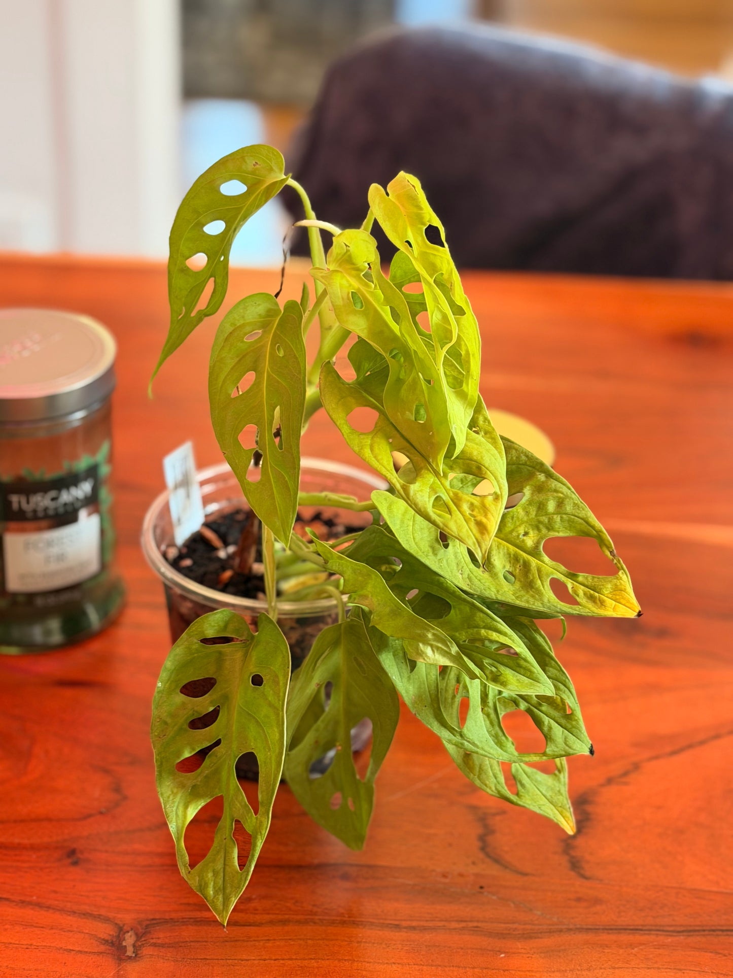 Monstera Adansonii “Neon”