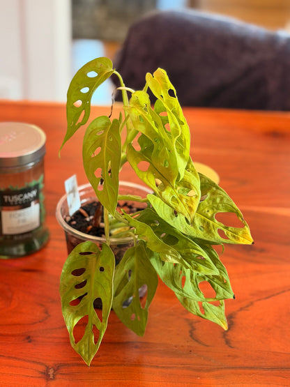 Monstera Adansonii “Neon”