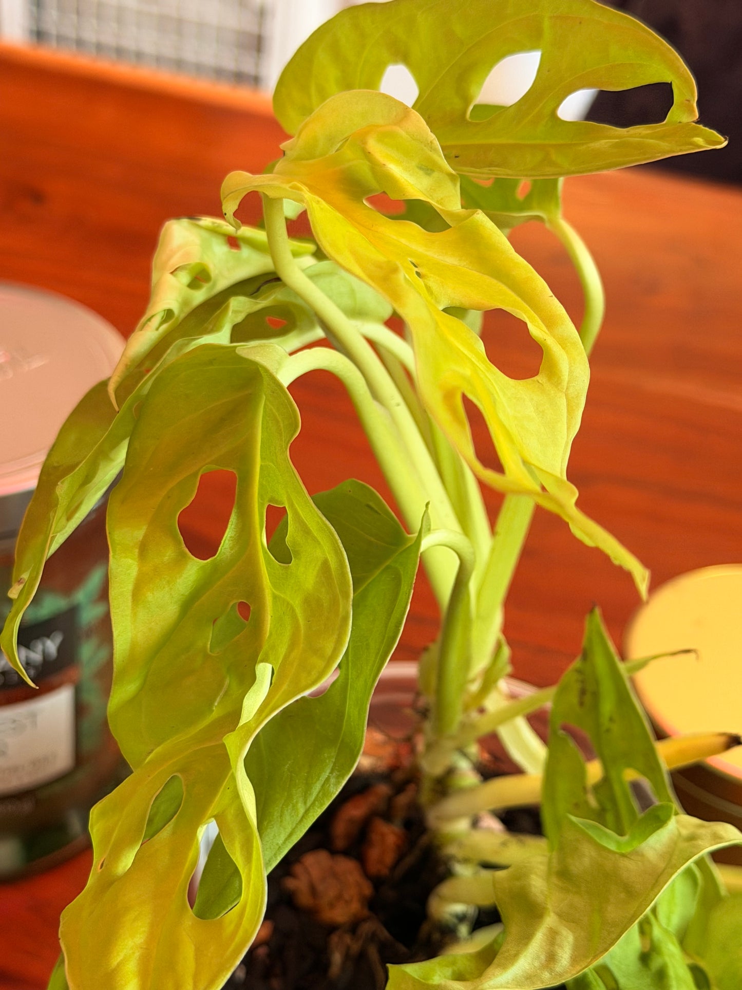 Monstera Adansonii “Neon”