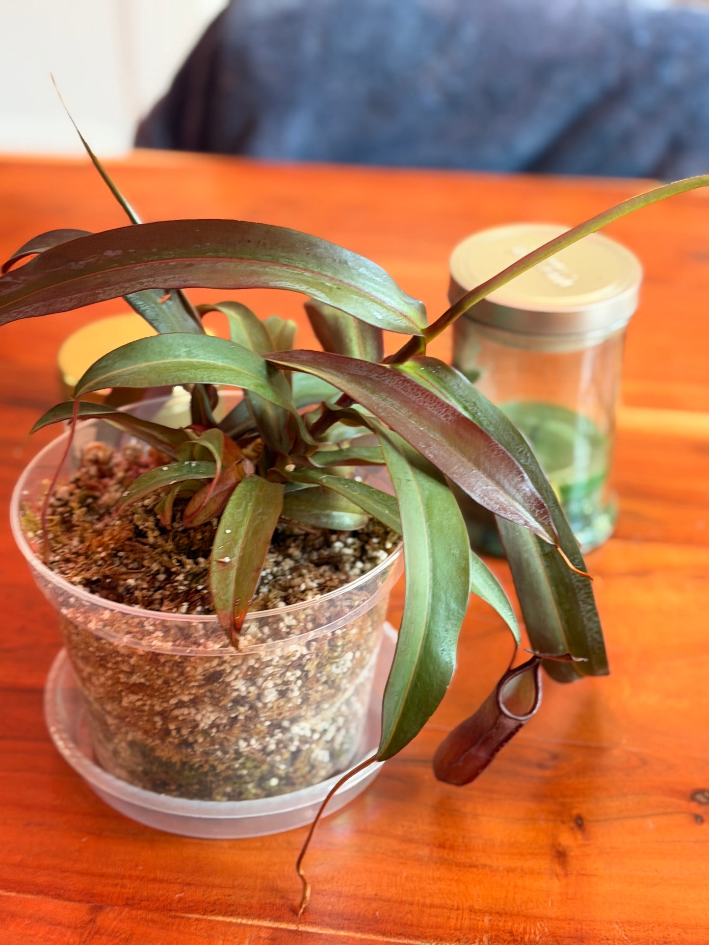 Nepenthes “Rebecca Soper” (Tropical Pitcher Plant)