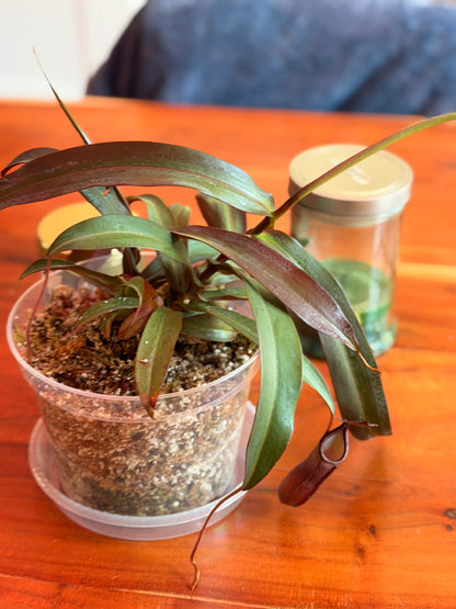 Nepenthes “Rebecca Soper” (Tropical Pitcher Plant)