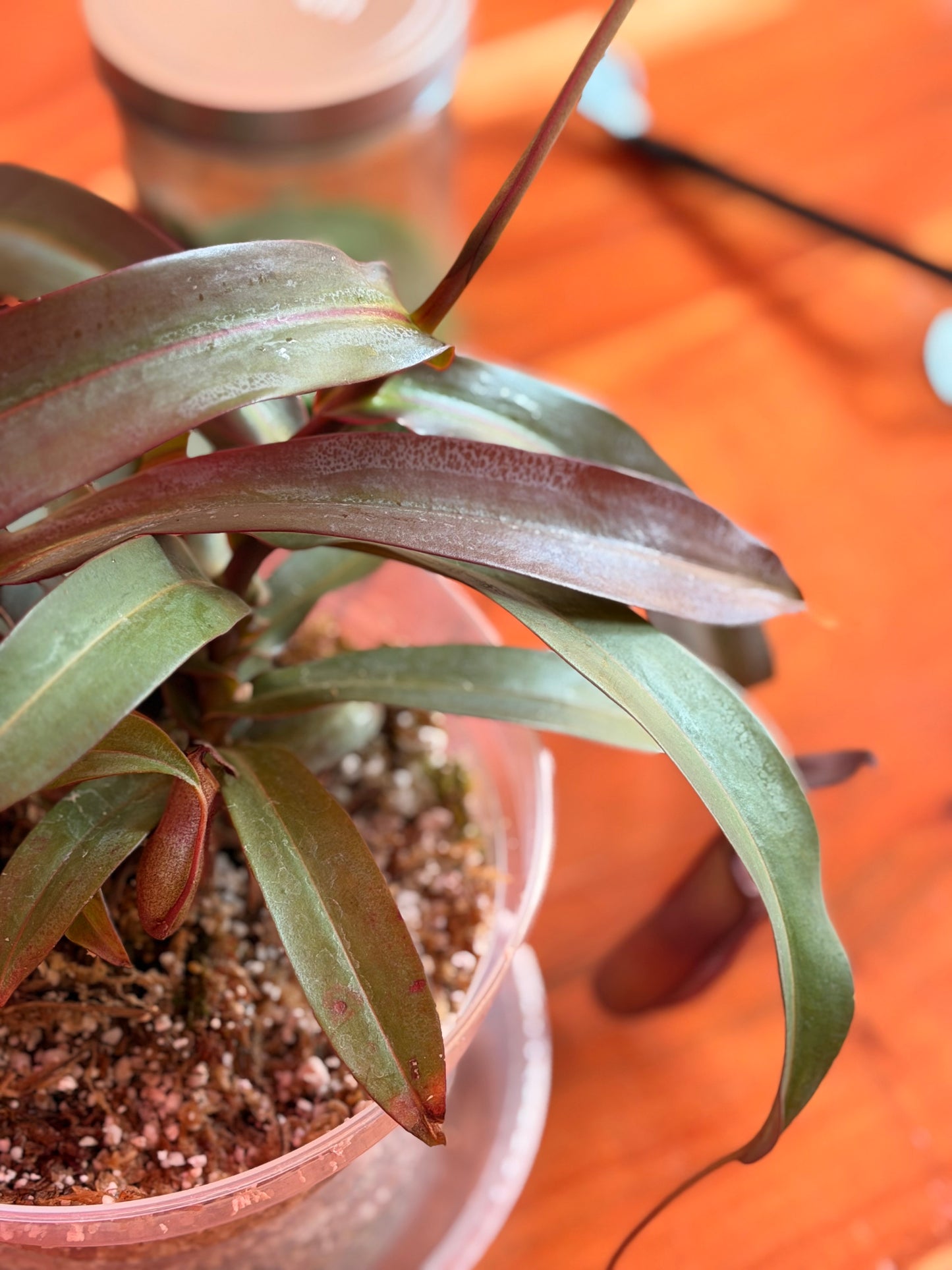 Nepenthes “Rebecca Soper” (Tropical Pitcher Plant)
