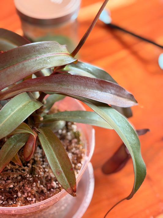 Nepenthes “Rebecca Soper” (Tropical Pitcher Plant)