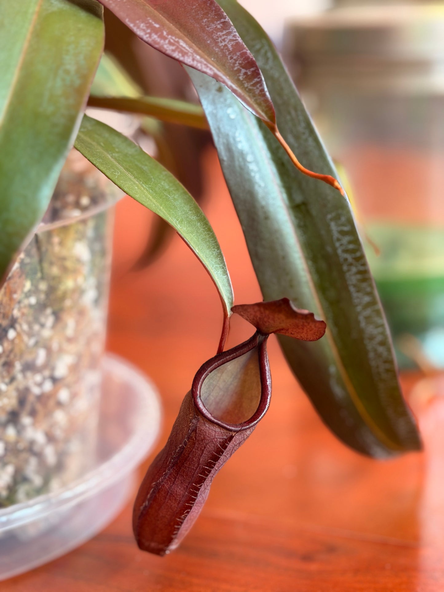 Nepenthes “Rebecca Soper” (Tropical Pitcher Plant)