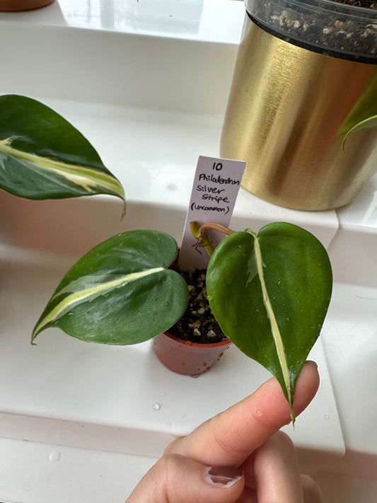Philodendron Silver Stripe