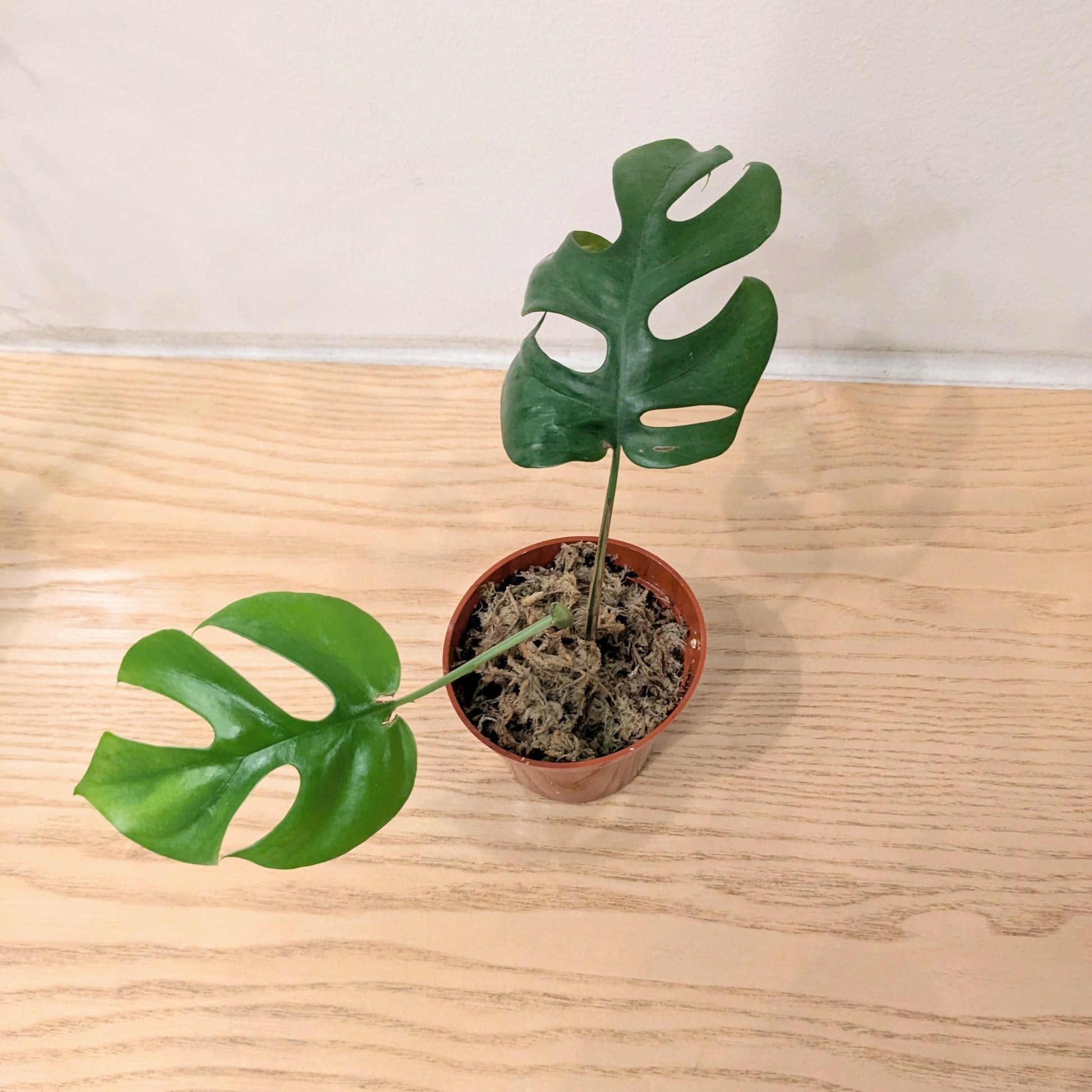 mini monstera rhaphidophora tetrasperma Rhaphidophora tetrasperma (aka Mini Monstera) – plantbaby
