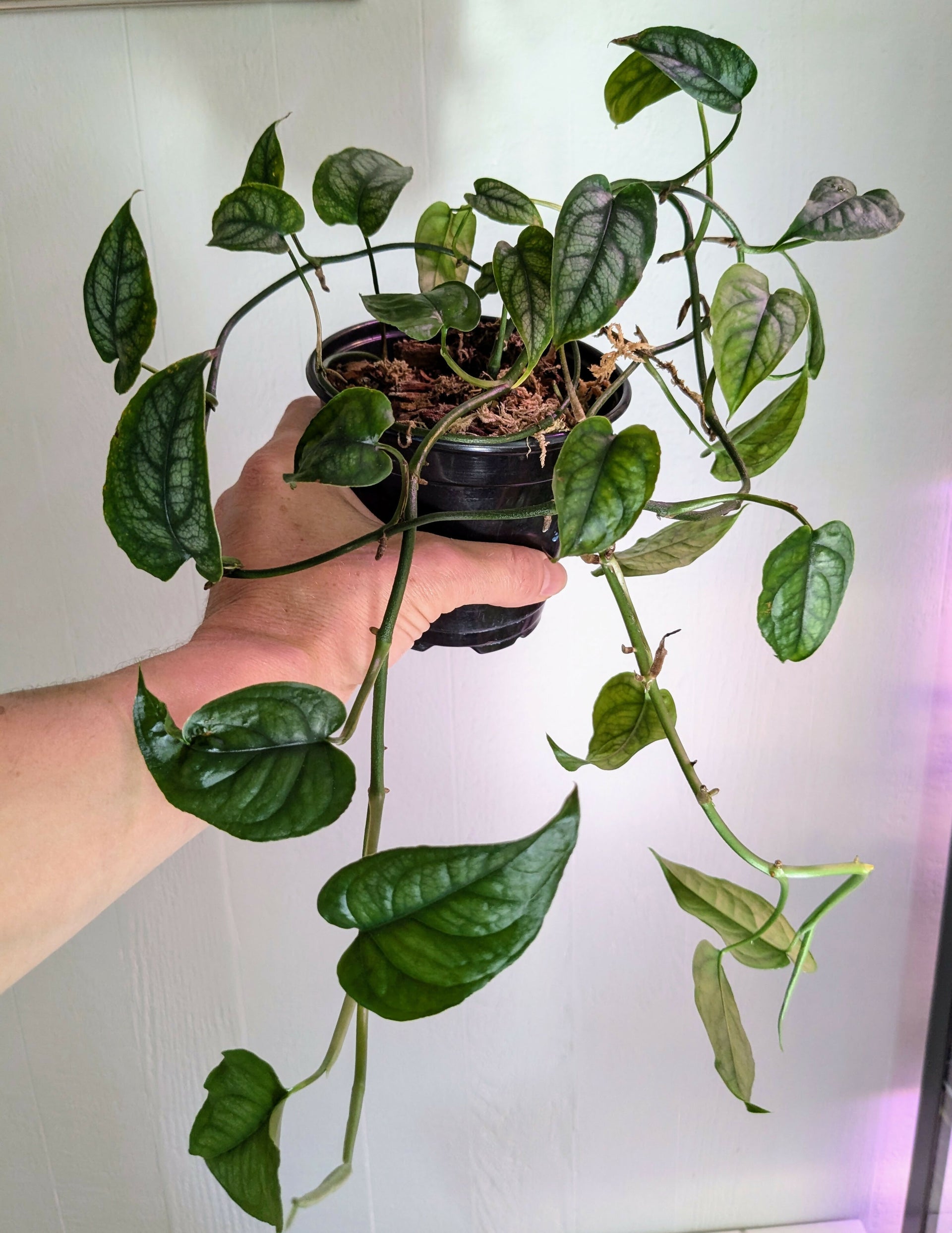 Monstera Siltepecana