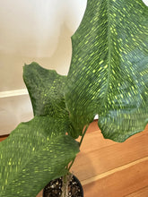 Load image into Gallery viewer, calathea musaica
