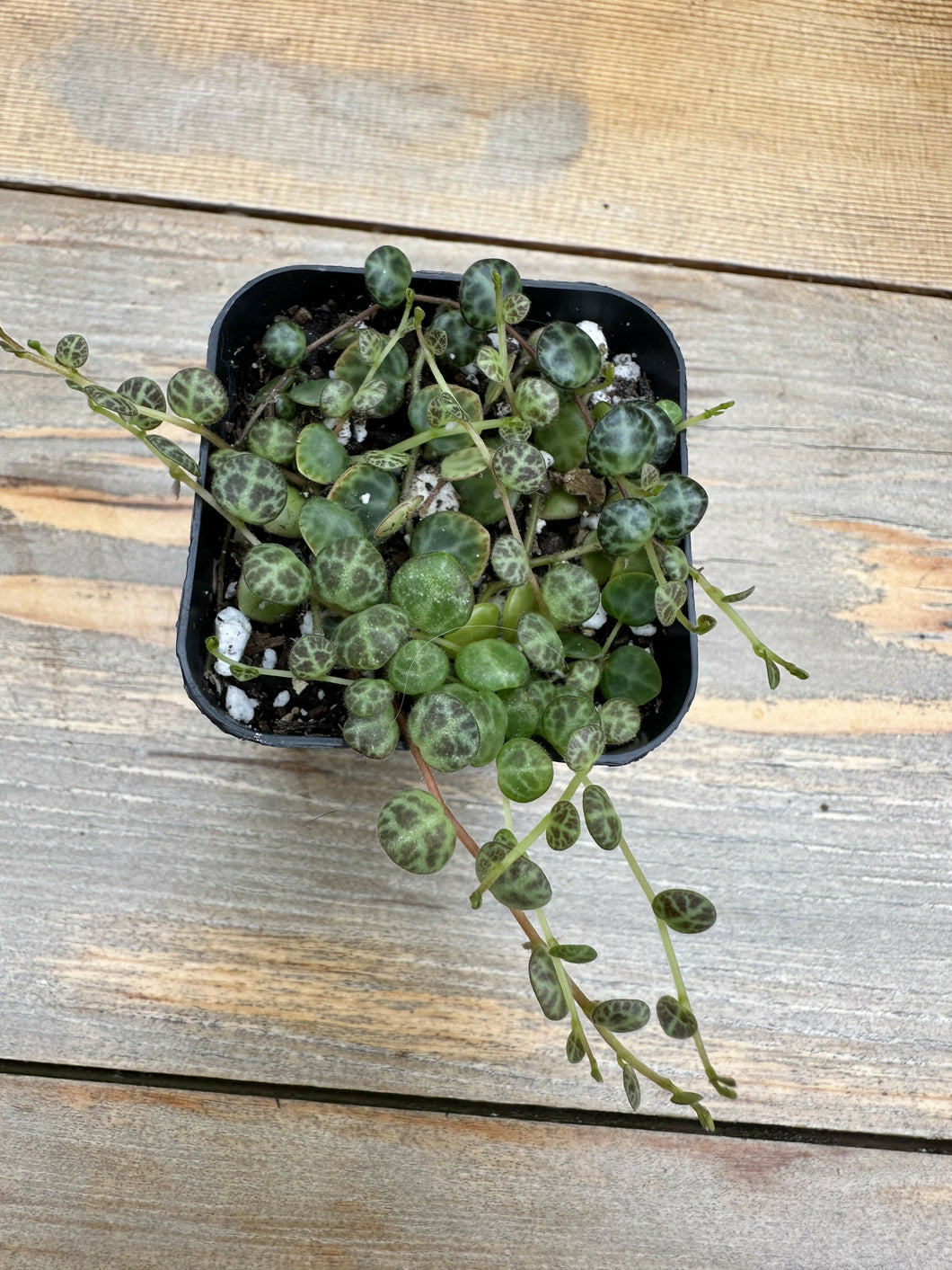 Peperomia prostrata “string of turtles”