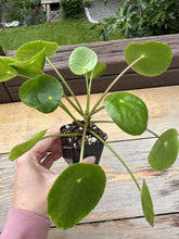 Load image into Gallery viewer, Pilea Peperomioides &quot;Friendship plant&quot; 2&#39;&#39;
