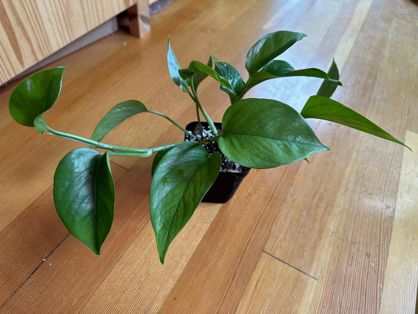 Epipremnum aureum 'Jade’ pothos