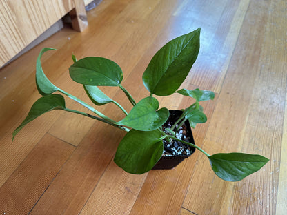 Epipremnum aureum 'Jade’ pothos