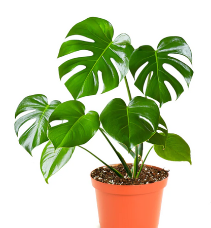 Monstera deliciosa (Swiss Cheese plant)