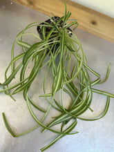 Load image into Gallery viewer, Chlorophytum Comosum &quot;Spider plant&quot; 3.5&#39;
