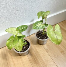 Load image into Gallery viewer, Plant Babies (3in Assorted)
