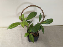 Load image into Gallery viewer, Hoya crassipetiolata, 4-inch w/Copper Trellis, Exact Plant!
