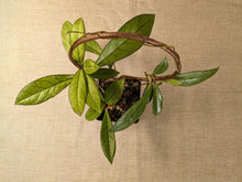 Load image into Gallery viewer, Hoya crassipetiolata, 4-inch w/Copper Trellis, Exact Plant!
