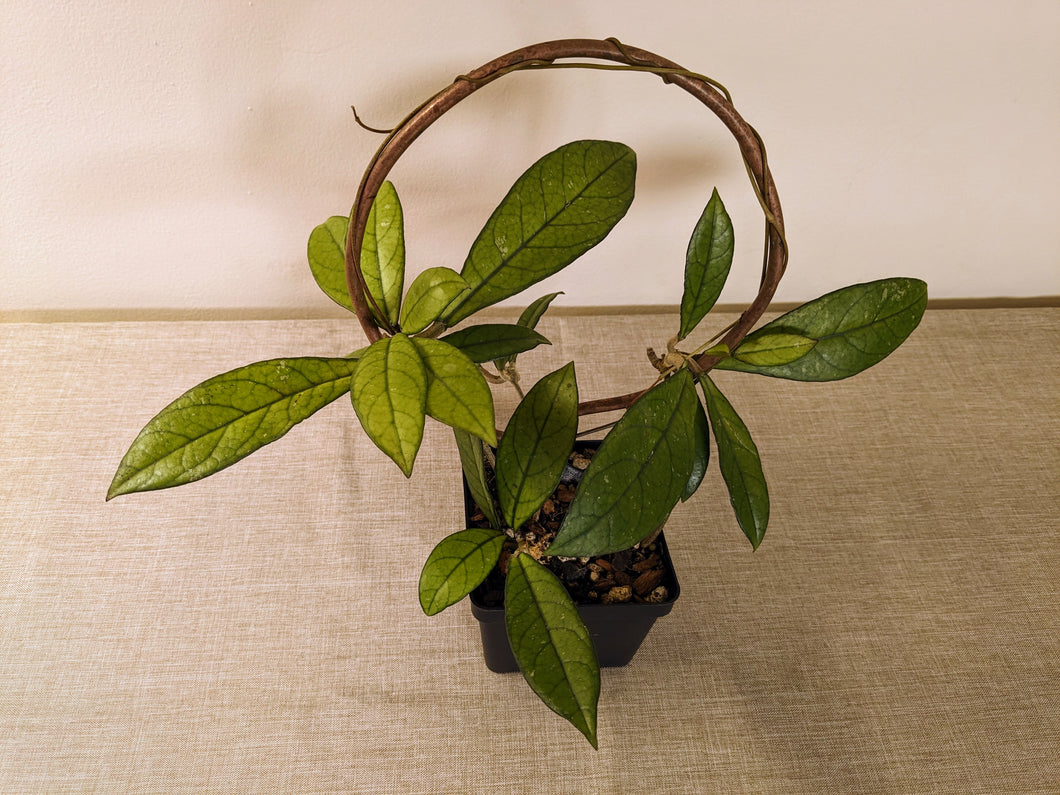 Hoya crassipetiolata, 4-inch w/Copper Trellis, Exact Plant!
