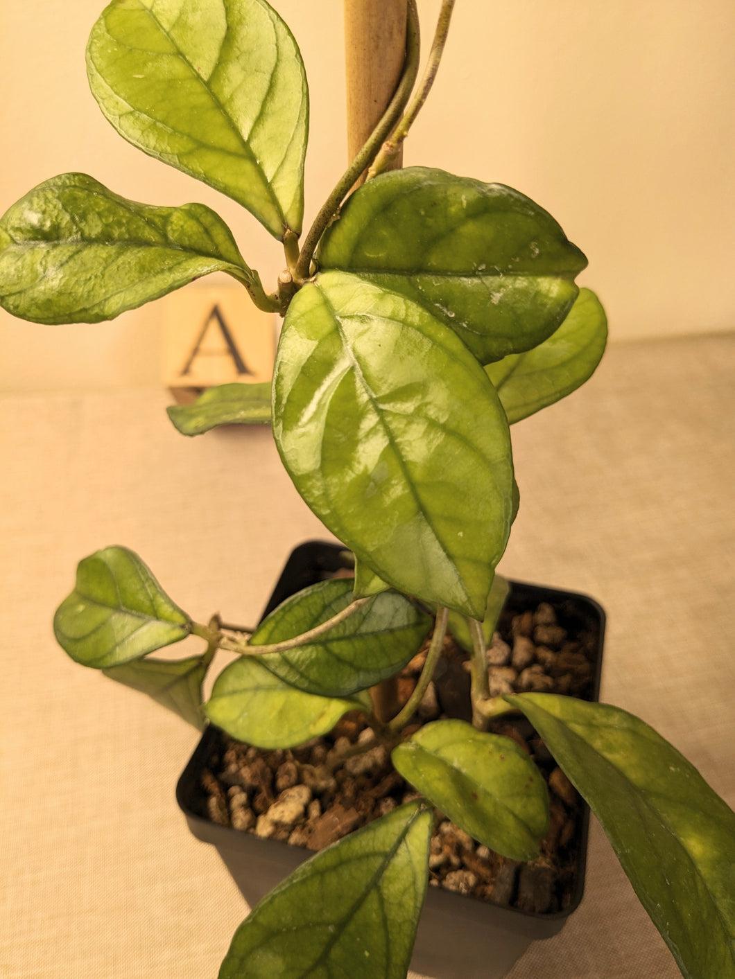 Hoya hainanensis, Pick Your Exact Plant!, 4-Inch
