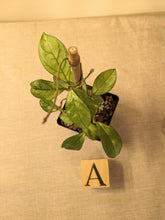 Load image into Gallery viewer, Hoya hainanensis, Pick Your Exact Plant!, 4-Inch
