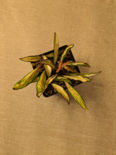 Load image into Gallery viewer, Hoya wayetii variegata, 4-Inch
