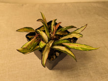 Load image into Gallery viewer, Hoya wayetii variegata, 4-Inch
