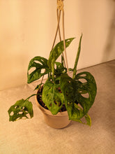 Load image into Gallery viewer, Swiss Cheese Plant, Monstera Adansonii, 6&quot; Hanging Basket
