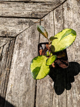 Load image into Gallery viewer, Hoya Australis Lisa
