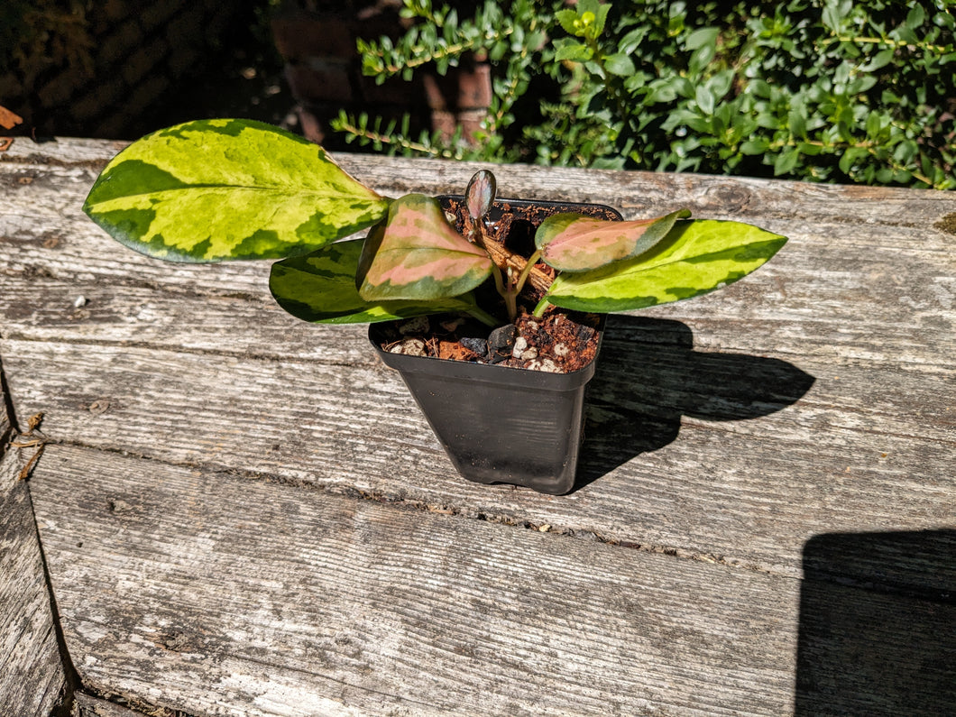 Hoya Australis Lisa