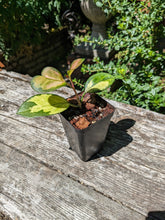 Load image into Gallery viewer, Hoya Australis Lisa
