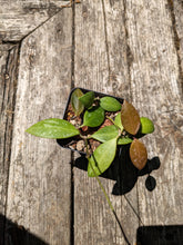 Load image into Gallery viewer, Hoya gracilis
