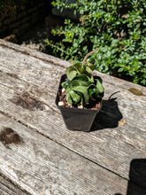 Load image into Gallery viewer, Hoya carnosa compacta, aka Hindu Rope Hoya
