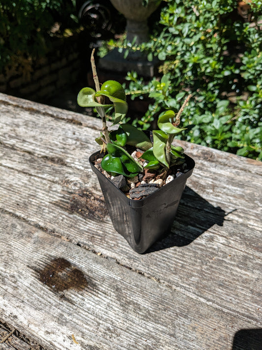 Hoya carnosa compacta, aka Hindu Rope Hoya