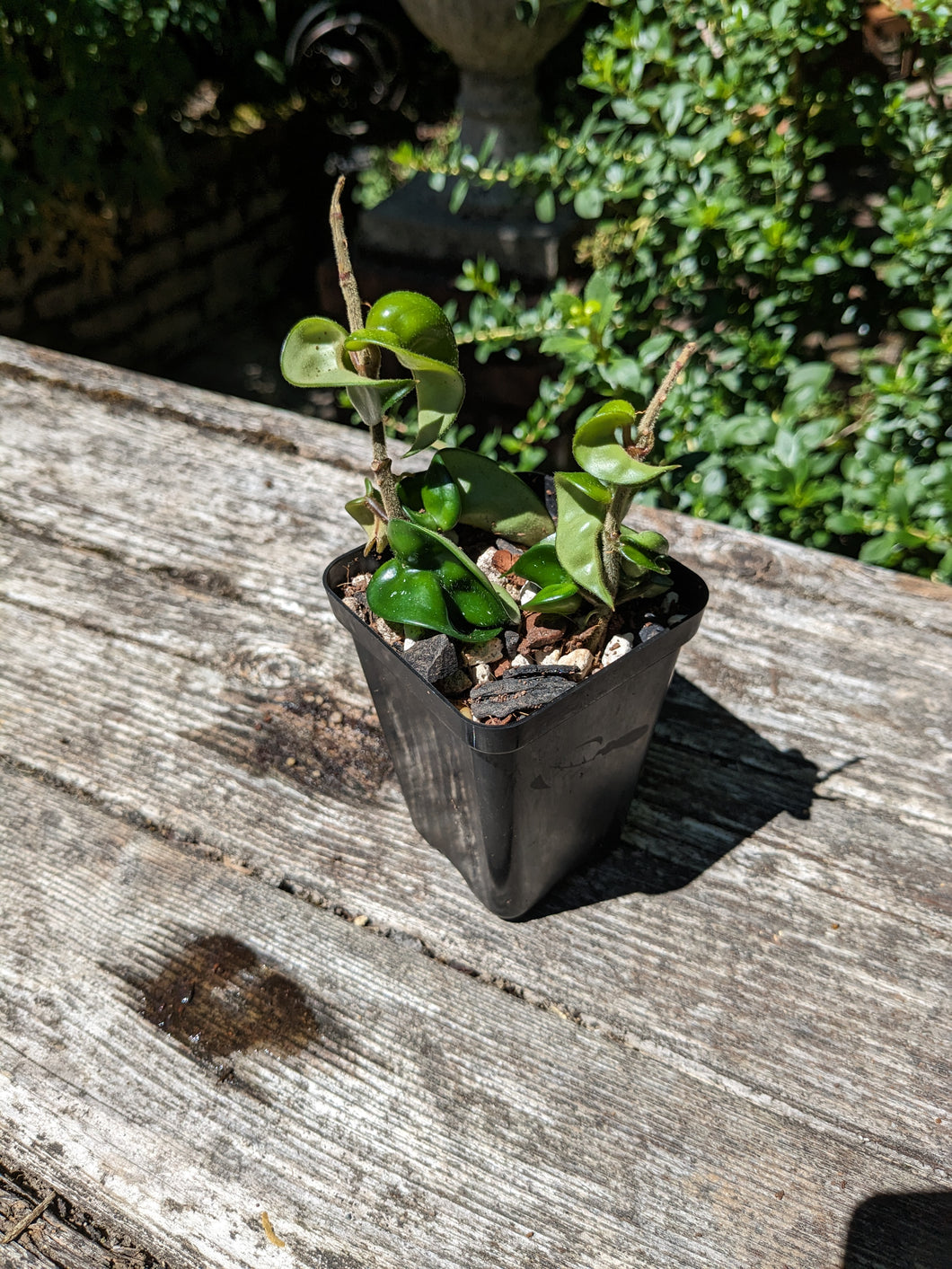 Hoya carnosa compacta, aka Hindu Rope Hoya