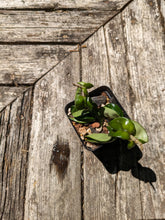 Load image into Gallery viewer, Hoya carnosa compacta, aka Hindu Rope Hoya
