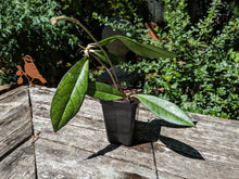 Load image into Gallery viewer, Hoya crassipetiolata
