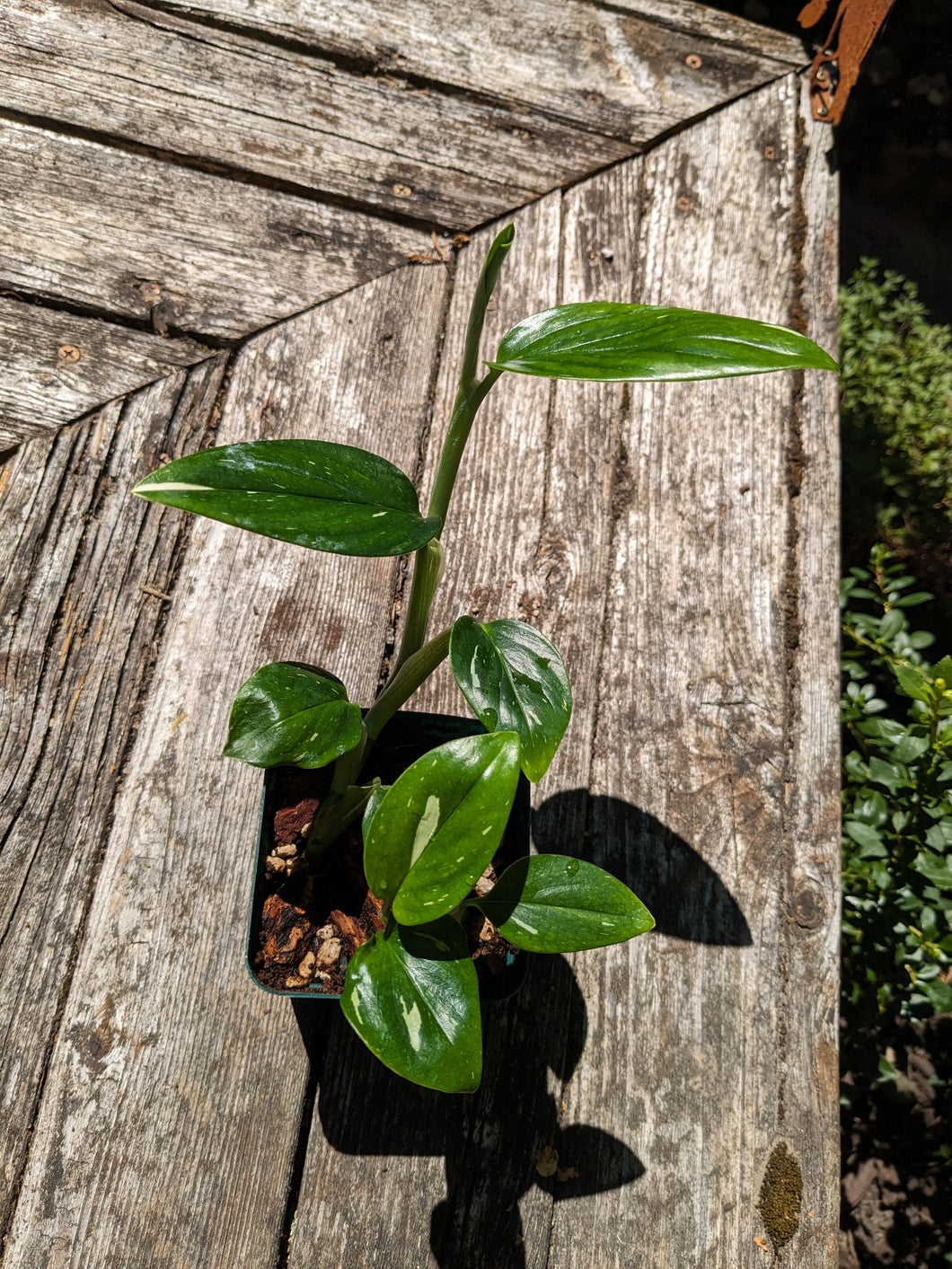 Monstera standleyana albo