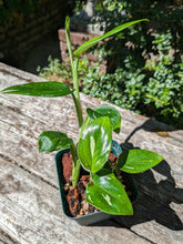 Load image into Gallery viewer, Monstera standleyana albo
