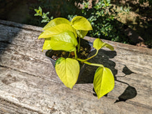 Load image into Gallery viewer, Neon Pothos
