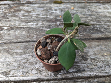 Load image into Gallery viewer, Hoya nummularioides
