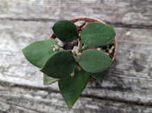 Load image into Gallery viewer, Hoya nummularioides
