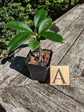 Load image into Gallery viewer, Hoya multiflora, Shooting Star Hoya, Pick Your Plant!
