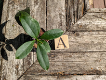 Load image into Gallery viewer, Hoya multiflora, Shooting Star Hoya, Pick Your Plant!

