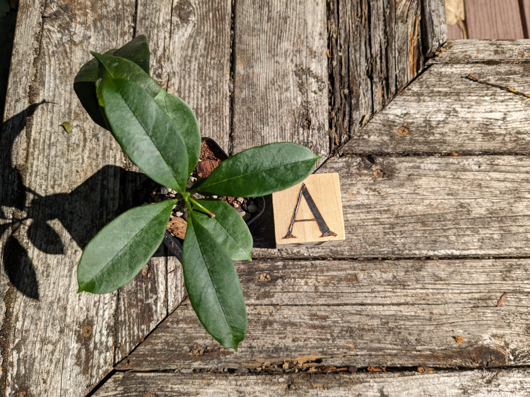 Hoya multiflora, Shooting Star Hoya, Pick Your Plant!